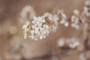 Blossoms adorned with dew shimmer in the soft sunlight during an early spring morning, capturing the essence of renewal in a serene garden .