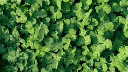 green fresh leaves of the plant