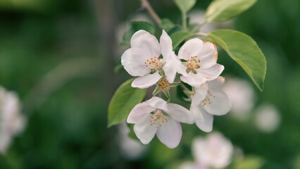 spring blooming of white flowers on a tree branch