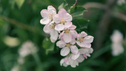spring blooming of white flowers on a tree branch