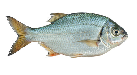 Isolated Silver Fish