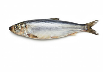 Obraz premium Atlantic Herring isolated on a white background