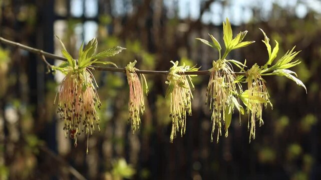 Flower of Acer negundo, Box Elder Maple, Ash-leaved Maple, Manitoba Maple or Ash-leaved Maple, wind-pollinated flowering
