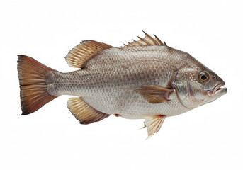 Drumfish on a white background