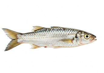 Fototapeta premium Mullet fish on a white background