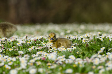 gosling of greylag goose is lying on the flowery meadow on a sunny spring day