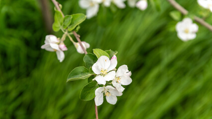spring blooming of white flowers on a tree branch