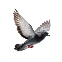Naklejka premium Pigeon with wings spread against isolated on white background