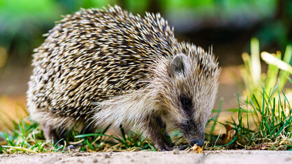 A beautiful photo of a lovely young hedgehog. A spiny mammal of the subfamily Erinaceinae, in the eulipotyphlan family Erinaceidae. Northern Greece.