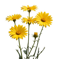 Obraz premium Bright Yellow Daisies Isolated on Transparent Background – High-Detail Floral Element for Graphic Design, Digital Art, and Nature-Inspired Projects