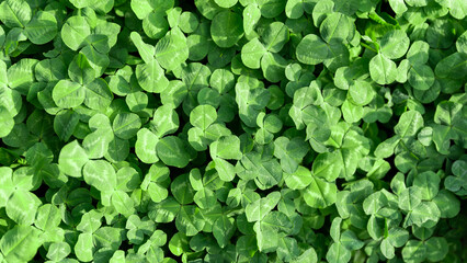 Obraz premium green fresh leaves of the plant