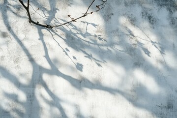 Branch shadow cast on a textured white wall, creating a minimalist, natural pattern.