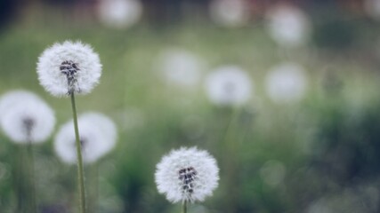 Obraz premium 신비로운 자연이 주는 힘