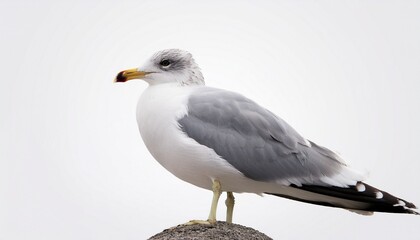 Obraz premium black headed gull