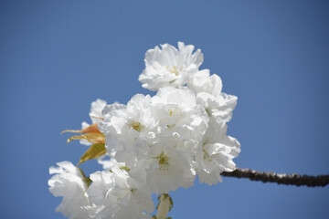 千原桜
