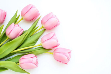 pink tulips on a white background