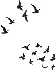 Bird Vector sihouette