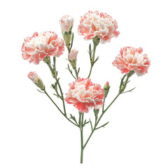 A 3D Carnation Plant with Delicate Pink Flowers Isolated on Transparent Background