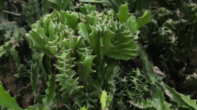 Elkhorn Spurge Species (Euphorbia Lactea) - Spiny Succulent Shrub with Ridged Green Stems and Thorns. dolly-in, closeup shot