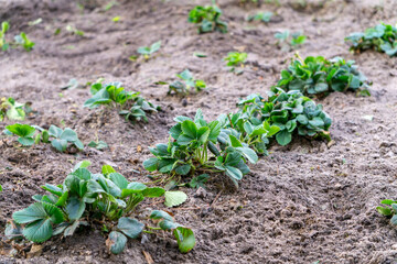green strawberry bushes on a cultivated field. freshly planted fruit seedlings in the ground