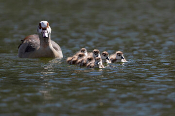 Adult female egyptian goose (alopochen aegyptiaca) with seven fluffy ducklings