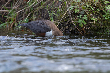 white-throated dipper (cinclus cinclus, subspecies aquaticus) putting its head under water looking...