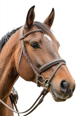 Obraz premium Captivating close up portrait of a chestnut horse with bridle against a clean white backdrop showcasing equine beauty and elegance in a minimalist style