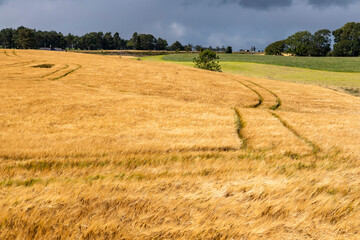 Rolling hills covered in golden wheat sway in the wind beneath a moody grey sky. A poetic landscape...