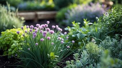Obraz premium Gorgeous vibrant herbal garden showcasing chives, lavender, rosemary, mint, catnip, and many others.