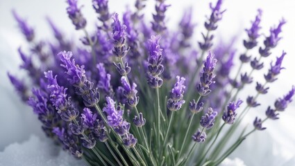 Obraz premium Natural lavender blossoms set against a white surface