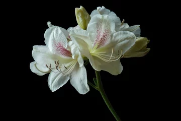 Fotobehang Delicate white azalea blossom with pink accents against a stark black background in a studio setting creating a tranquil floral portrait © Duskcraft