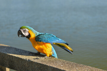blue and gold macaw free flying parrot on the wire.