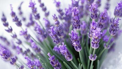 Obraz premium White background featuring isolated lavender flowers