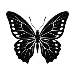 butterfly on white background