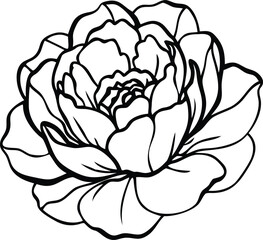 pansy, passionflower, plumeria, peony, poppy, pineapple lily, protea, flower logo