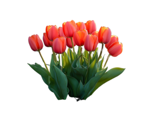 Glowing Orange Tulips Bathed in Warm Sunlight