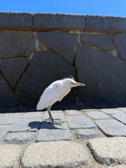 An ugly bird, the white heron.