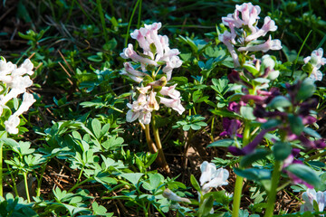 White forest wildflowers among fresh grass close-up. White Corydalis solida flowers in a natural forest setting, highlighting delicate petals and green foliage.