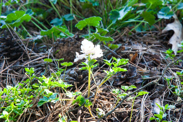 White forest wildflowers among fresh grass close-up. White Corydalis solida flowers in a natural forest setting, highlighting delicate petals and green foliage.