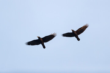 two first calendar year rook (corvus frugilegus) on their first migration to mainland europe