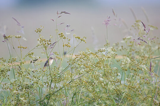 singing sedge warbler (acrocephalus schoenobaenus) perching on tall forb