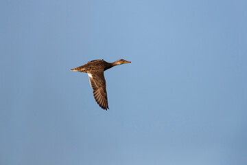 Female gadwalls (mareca strepera) in flight
