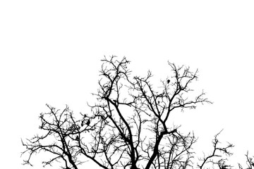 Black and white photo of branch isolated on white background with clipping path.
