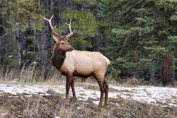 Jasper & Banff, Alberta, Canada