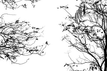 Black and white photo of branch isolated on white background with clipping path.