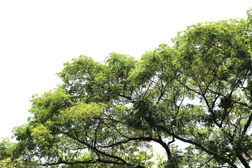 Beautiful branch of tree isolated on white background with clipping path.