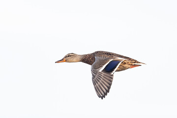 adult female Mallard (Anas platyrhynchos) in flight from side