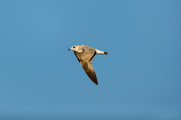 first calendar year common gull (larus canus) on their first autumn migration above Falsterbo in Sweden