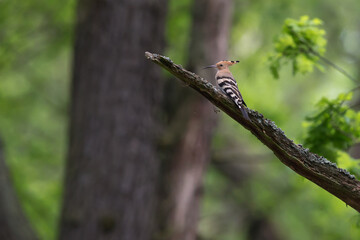 common hoopoe (upupa epops) perching on a branch