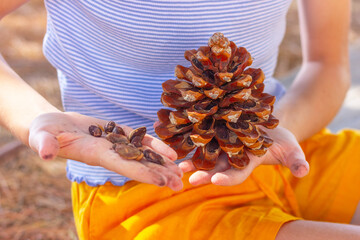 cedar cone with seeds on the person's hand, close up